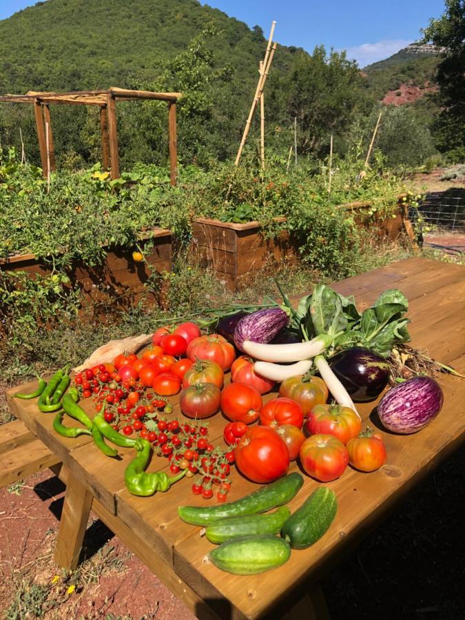 Domaine De Montbarri Bed & Breakfast La Tour-sur-Orb ภายนอก รูปภาพ